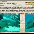 Cheilinus undulatus - Humpback