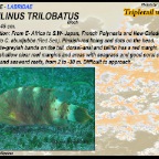 Cheilinus trilobatus - Tripletail