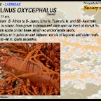 Cheilinus oxycephalus - Snooty