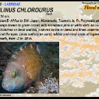 Cheilinus chlorourus - Floral