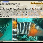 Cheilinus fasciatus - Redbreast