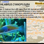 Cirrhilabrus cyanopleura - Blue