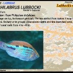 Cirrhilabrus lubbocki