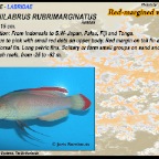 Cirrhilabrus rubrimarginatus - Red