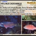 Oxycheilinus digrammus - Bandcheek
