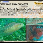 Oxycheilinus bimaculatus - Twospot