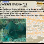 Halichoeres marginatus - Dusky