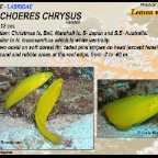 Halichoeres chrysus - Lemon