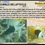 Hemigymnus melapterus - Blackeye