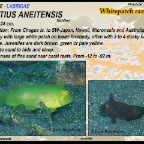 Iniistius aneitensis - Whitepattch