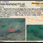 Iniistius pentadactylus - Fivefinger
