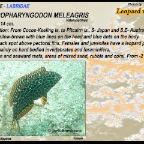 Macropharyngodon meleagris - Leopard