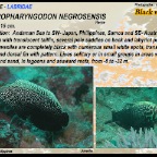 Macropharyngodon negrosensis - Black