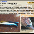 Labroides dimidiatus - Cleaner