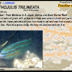 Stethojulis trilineata - Fourline