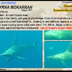 Sphyrna mokarran - Great hammerhead shark