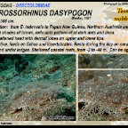 Eucrossorhinus dasypogon - Tasseled wobbegong