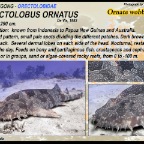Orectolobus ornatus - Ornate wobbegong