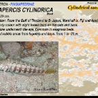 Parapercis cilindrica