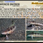 Parapercis snyderi - Blackfin