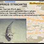 Parapercis tetracantha - Blackbar