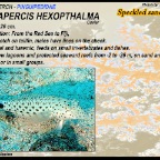 Parapercis hexopthalma - Speckled