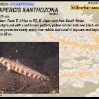 Parapercis xanthozona - Yellowbar