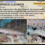 Parapercis clathrata - Latticed