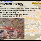 Helcogramma striatum - Striped