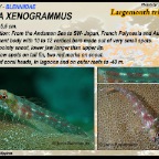 Ucla xenogrammus - Largemouth