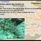 Crossosalarias macrospilus
