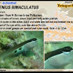 Ecsenius bimaculatus