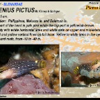 Ecsenius pictus