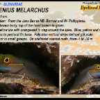 Ecsenius melarchus - Eyelined