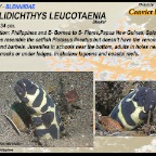 Pholidichthys leucotaenia