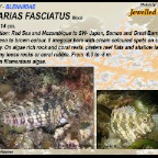 Salarias fasciatus