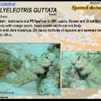 Amblyeleotris guttata - Spotted