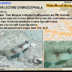 Amblyeleotris gymnocephala - Nakedhead