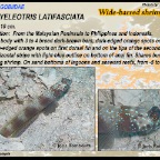 Amblyeleotris latifasciata - Wide-barred