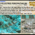 Amblyeleotris periophthalma - Broadbanded