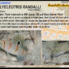 Amblyeleotris randalli - Randall's
