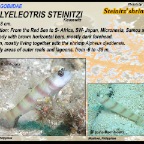 Amblyeleotris steinitzi - Steinitz