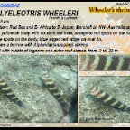 Amblyeleotris wheeleri - Wheeler's