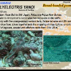 Amblyeleotris yanoi - Broad-banded