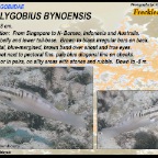 Amblygobius bynoensis - Freckled