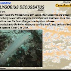 Amblygobius decussatus - Crosshatch