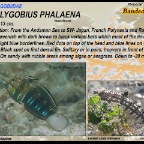 Amblygobius phalaena - Banded