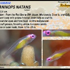 Bryaninops natans - Redeye
