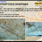 Coryphopterus signipinnis - Signalfin