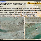 Ctenogobiops crocineus - Silverspot